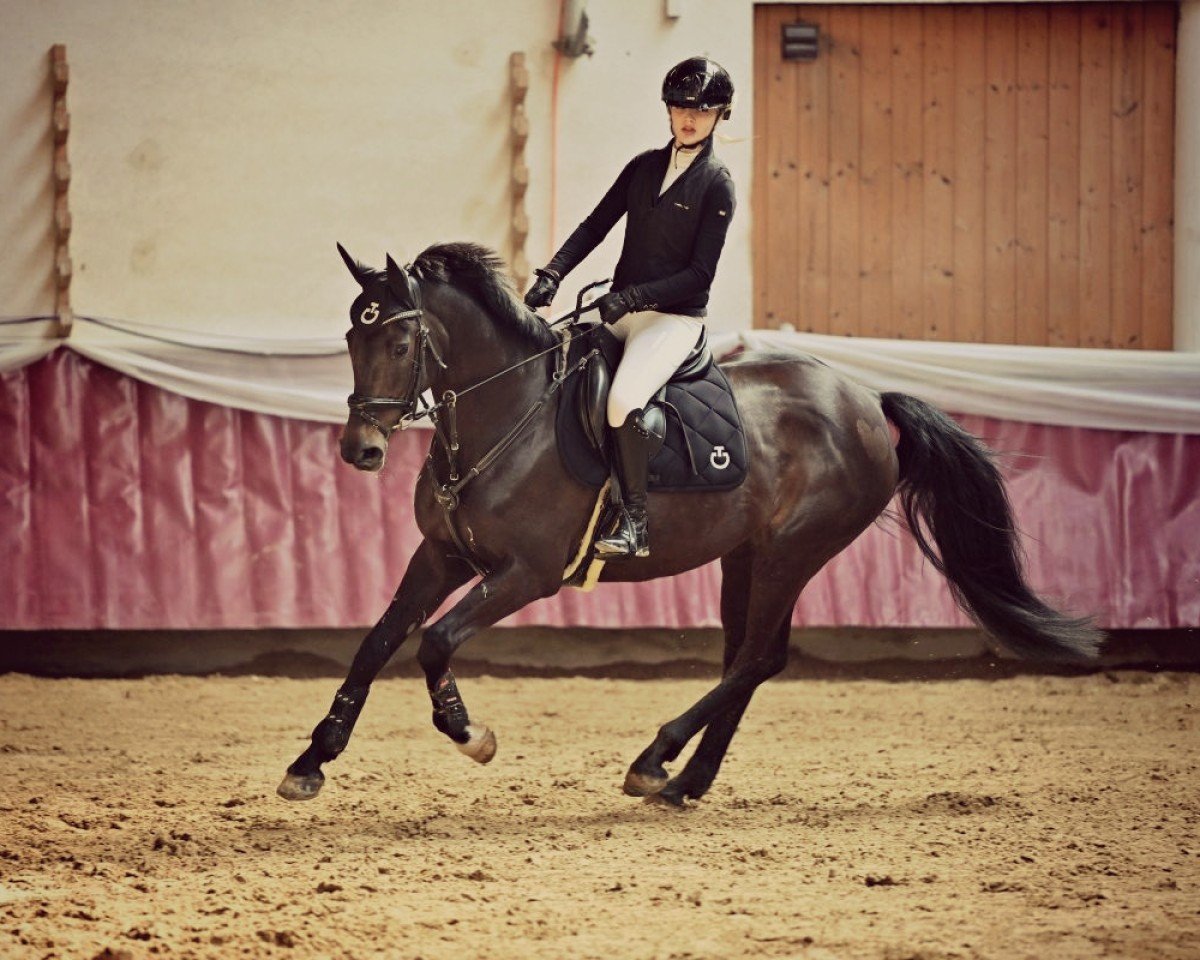 jumper Con Cordia 2 (Holsteiner, 2012, from Connor 48)