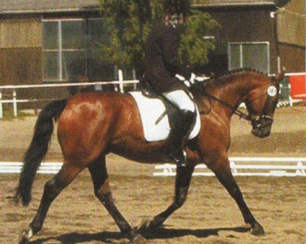 dressage horse Rubinson 6 (Hessian Warmblood, 1999, from Rubioso N)