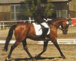 dressage horse Rubinson 6 (Hessian Warmblood, 1999, from Rubioso N)