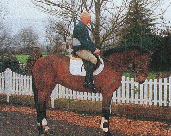 Pferd Randale (Württemberger, 1993, von Rico)
