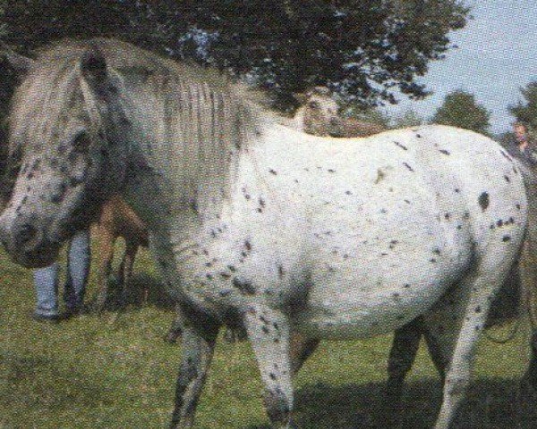 broodmare Energy (Dt.Part-bred Shetland pony, 2000, from Madras)