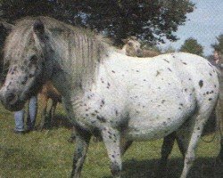 broodmare Energy (Dt.Part-bred Shetland pony, 2000, from Madras)