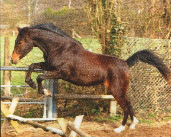 horse Le Sharif (Arabian, 2008, from Ajm Armani ox)