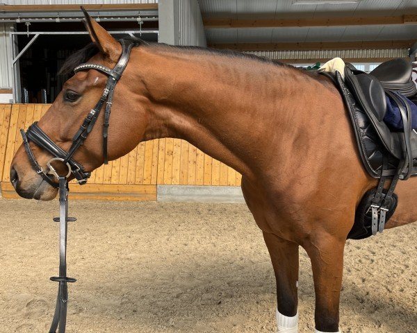 dressage horse Vigor K (Oldenburg, 2020, from Vitalis)