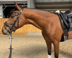 dressage horse Vigor K (Oldenburg, 2020, from Vitalis)