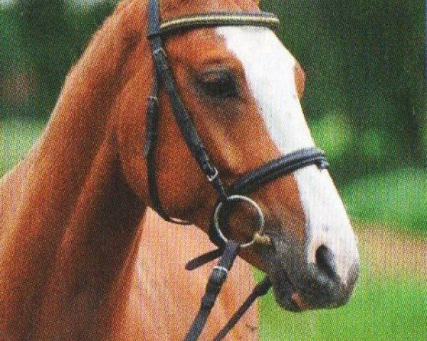 Dressurpferd Wild Willy (Deutsches Sportpferd, 2007, von Wind Dancer)