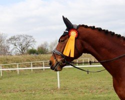 jumper Kaspino (German Sport Horse, 2017, from Kasanova de La Pomme)