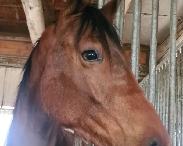 horse Tharau (Trakehner, 2023, from Kenneth)