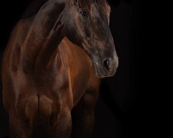 dressage horse Don Ryco (Hanoverian, 2011, from Don Frederico)