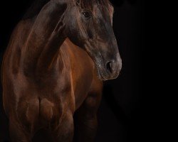 dressage horse Don Ryco (Hanoverian, 2011, from Don Frederico)