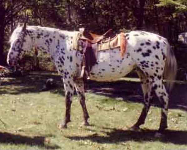 Fattrice Jolly (Appaloosa, 1998, di Palousa Santos)