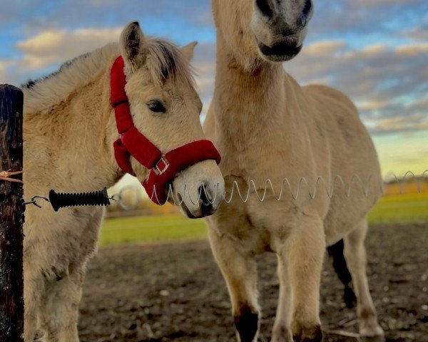 broodmare Glibings Ild (Fjord Horse, 2010, from Chalander)