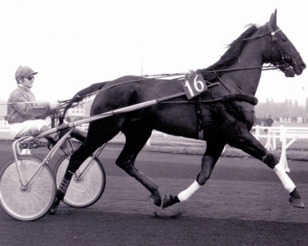 broodmare Jolie Perle (FR) (French Trotter, 1975, from Ura (FR))