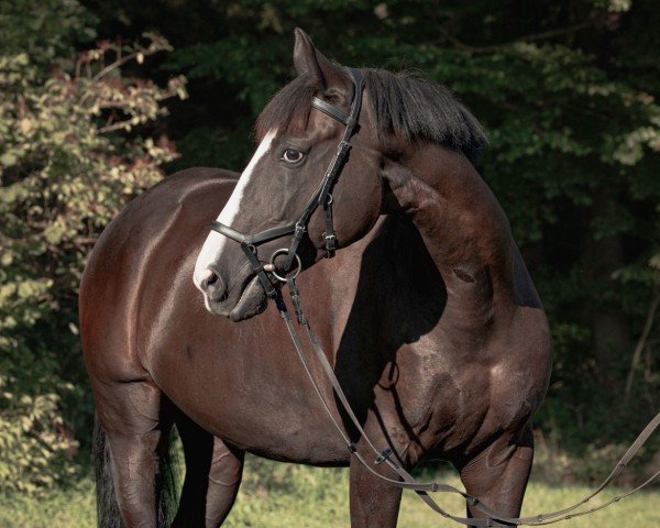 jumper Unouno (Trakehner, 2014, from Hirtentanz 2)