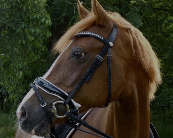 Dressurpferd Via Velvet (Deutsches Reitpony, 2014, von Pikachu)