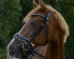 Dressurpferd Via Velvet (Deutsches Reitpony, 2014, von Pikachu)