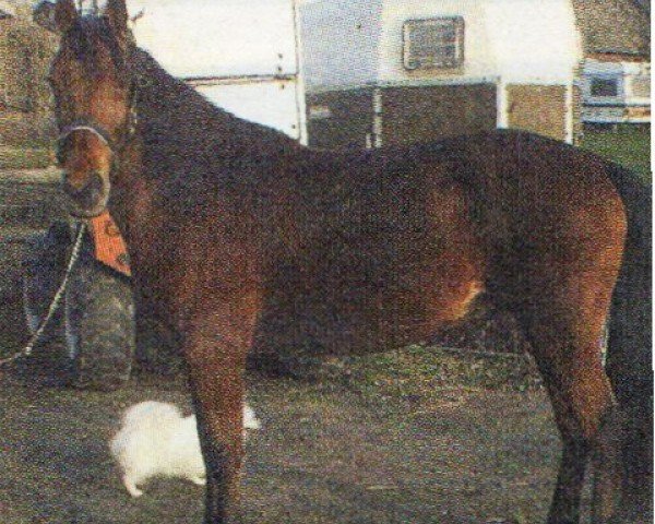 horse Dan (Appaloosa, 1998, from Horse of Geronimo)