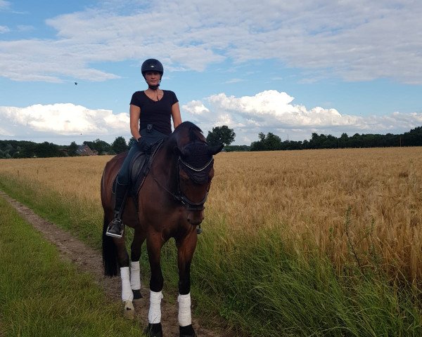 dressage horse Forever Tom (Württemberger, 2013, from Fürst Romancier)