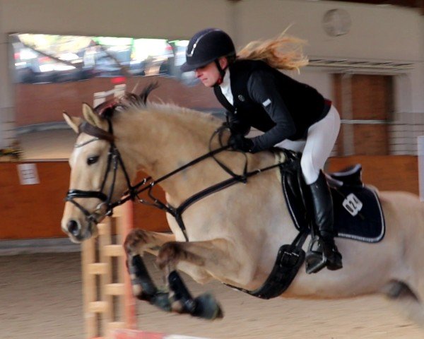 Pferd Danny's Darling T (Deutsches Reitpony, 2020, von Danny Gold)