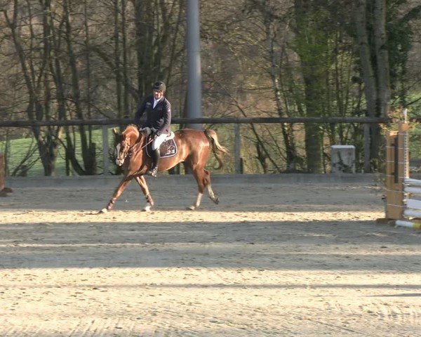Reitturnier Erkrath 2025