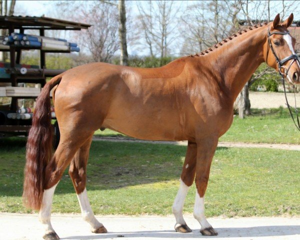 Dressurpferd Floris´ Foxy (Hannoveraner, 2019, von Fuechtels Floriscount OLD)