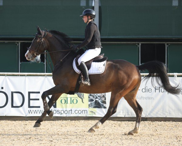 broodmare Queeny's Giulietta (German Sport Horse, 2016, from Cassilano)