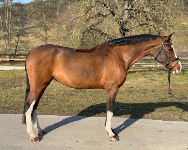 horse Ziara 7 (German Sport Horse, 2019, from Zaccorado Blue)