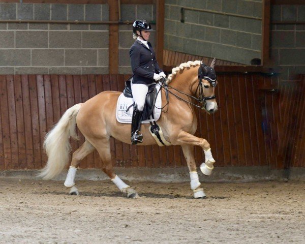 dressage horse Almina 8 (Edelbluthaflinger, 2019, from Amani (9,375% ox))