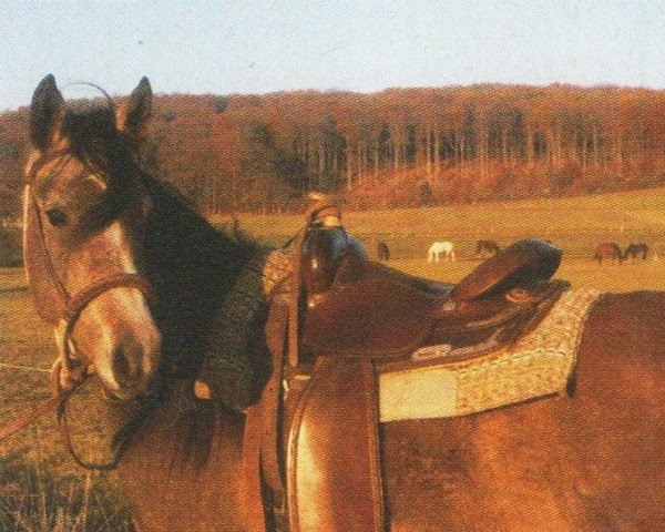 Pferd Ruala (Araber, 2000, von Maayid ox)