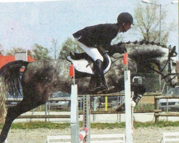 Pferd Vienna (Holsteiner, 2000, von Cesano II)