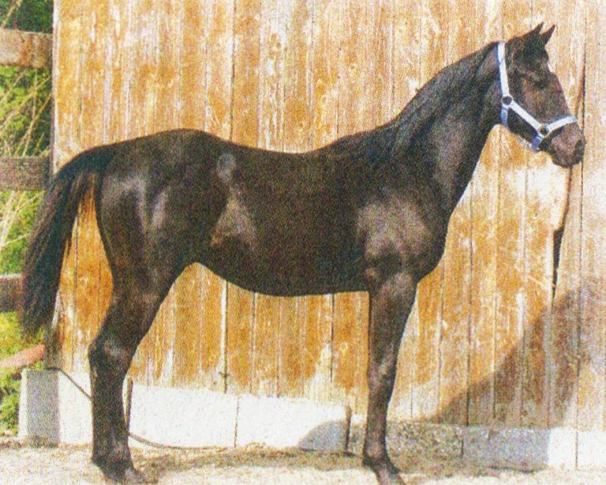Horse Ma Shalan (Arabian, 2002, from El Aszud 1991 ox)