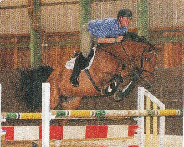 Pferd Grand ouvert (Sachsen-Anhaltiner, 1997, von Geraldini)