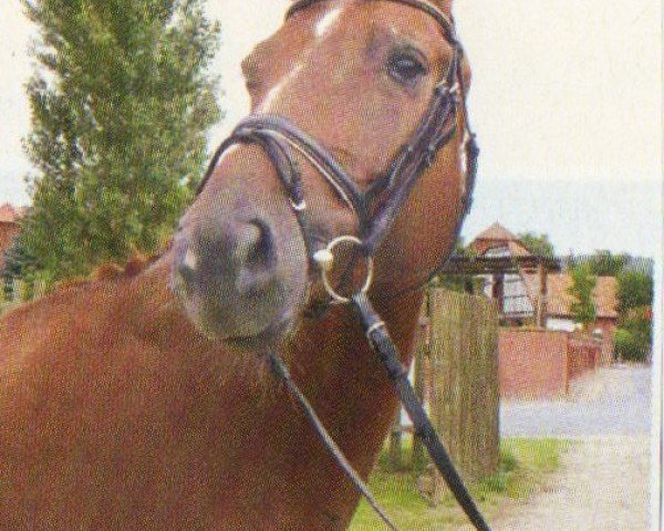 horse Liverpool (Hanoverian, 1998, from Lancier)