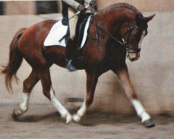 horse Heino (Freiberger,  , from Hallali)