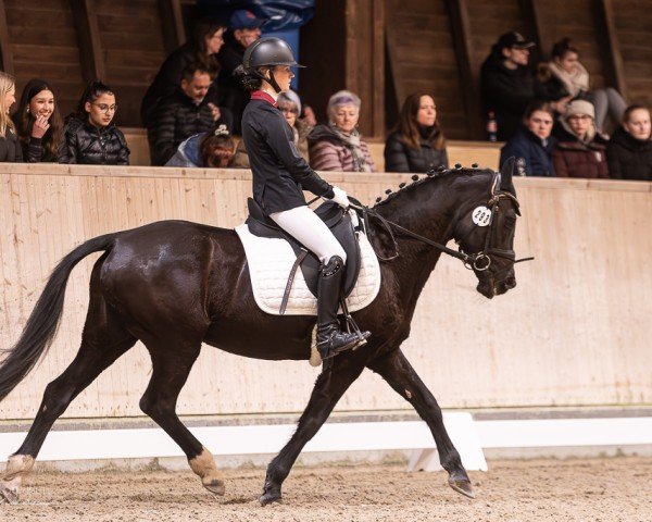 broodmare Vanity 36 (German Riding Pony, 2012, from Veltin)