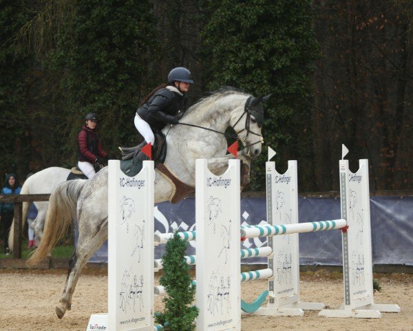 Springpferd Apollo W 6 (Deutsches Sportpferd, 2015, von Tailormade's Diarado's Boy 256 FIN)