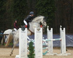 jumper Apollo W 6 (German Sport Horse, 2015, from Tailormade's Diarado's Boy 256 FIN)
