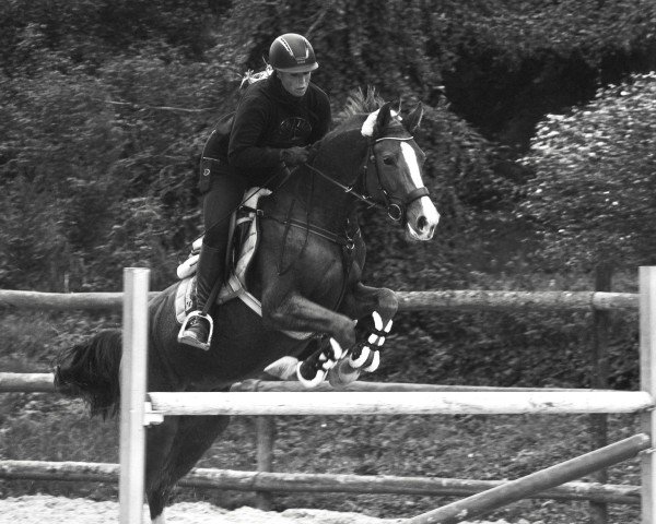 Springpferd Light & Liberty MW (Deutsches Sportpferd, 2021, von Light On OLD)