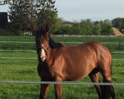 dressage horse Daspichai AA (Anglo-Arabs, 2013, from No Comment Chayottes AA)
