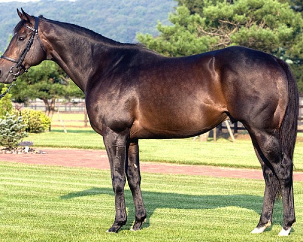 stallion Came Home xx (Thoroughbred, 1999, from Gone West xx)