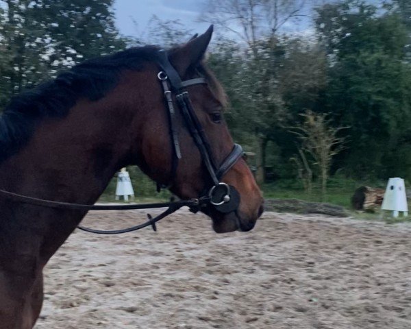 horse Azzaro Gold (Holsteiner, 2021, from Amber 119)