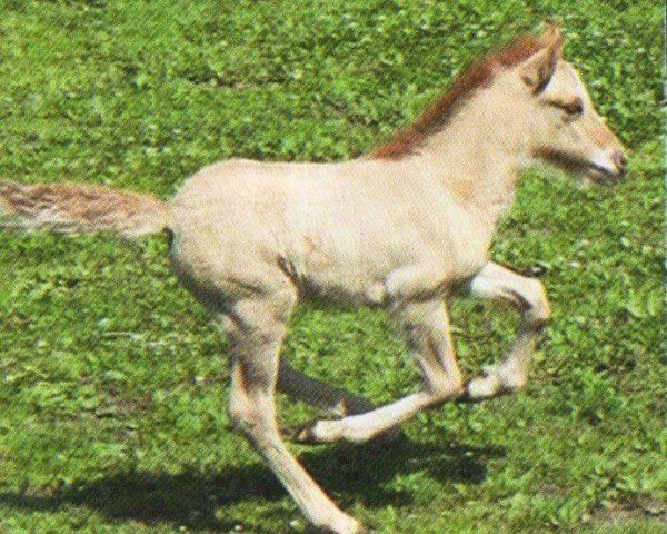 Pferd Eldjarn vom Hirschberg (Islandpferd, 2012, von Sjoli fra Dalbae)
