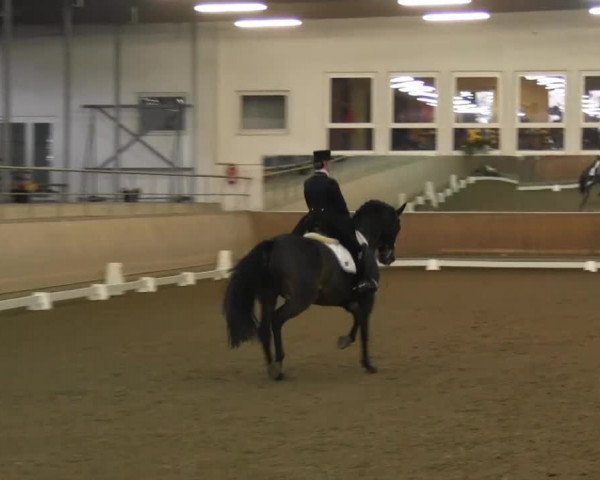 Hallenreitturnier RV Giebelwald 2013