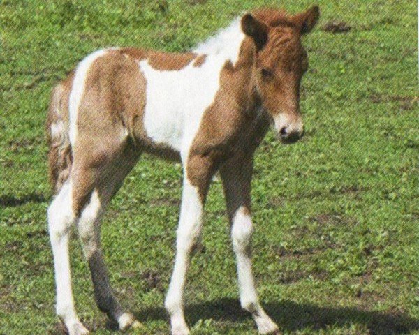 horse Fjalar (Iceland Horse, 2012, from Pipar von Roetgen)