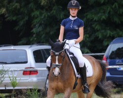 dressage horse Calimero 715 (German Riding Pony, 2010, from Top Champy)