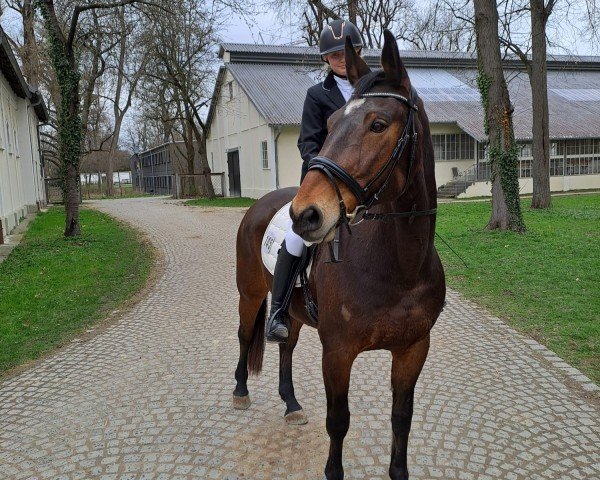 jumper Emanze 13 (Bavarian, 2007, from Cyrano de Bergerac)