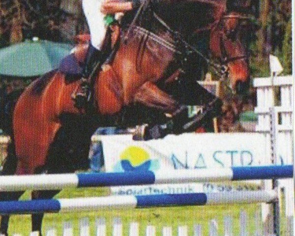horse Zandor (KWPN (Royal Dutch Sporthorse), 2004, from Sharif)