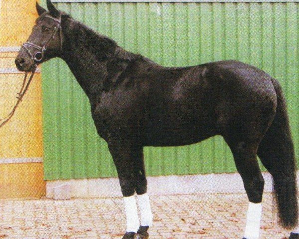 horse Certainly Gold (Hanoverian, 2003, from Certain)