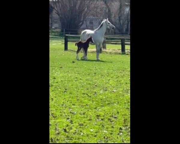 Video of Elliot