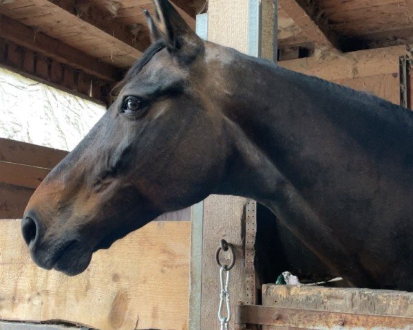 jumper Diana 1132 (Hanoverian, 2008, from Desperados FRH) jumper Diana 1132 (Hanoverian, 2008, from Desperados FRH)